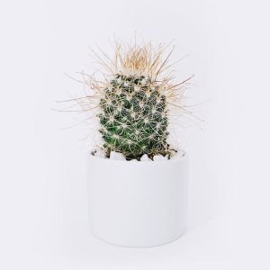 Home Ball Cactus